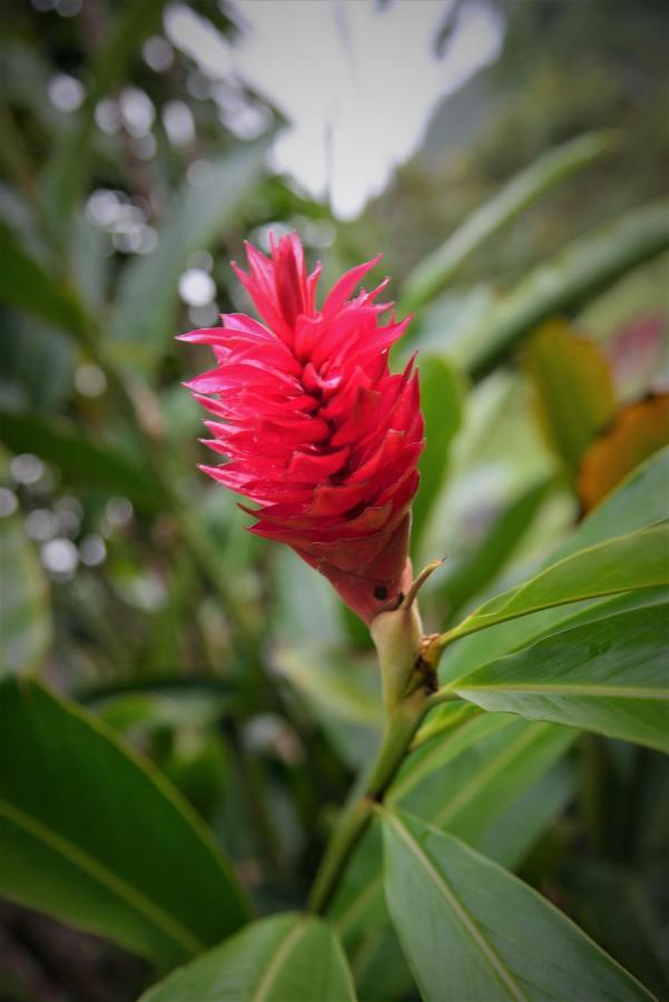 Mena Creek Flower House Exterior foto