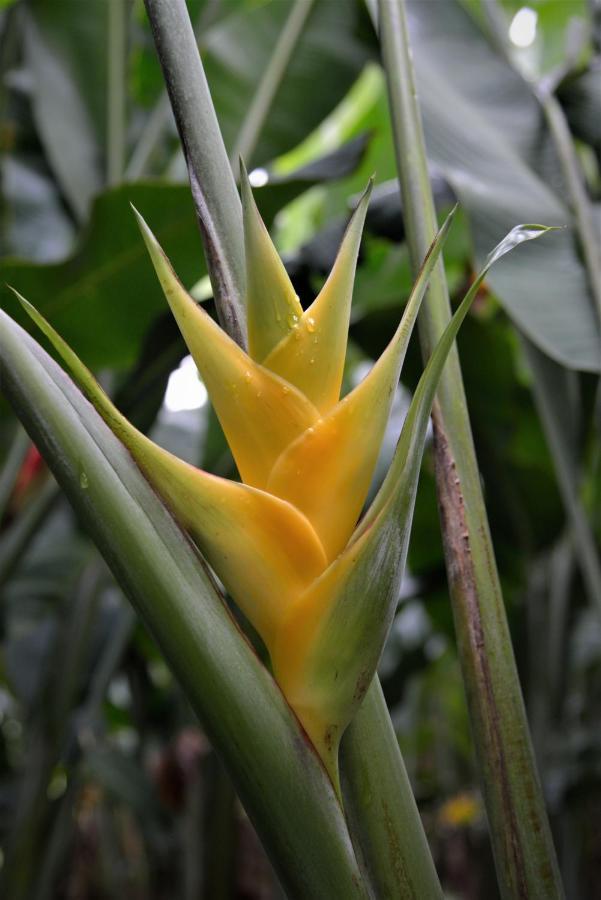 Mena Creek Flower House Exterior foto