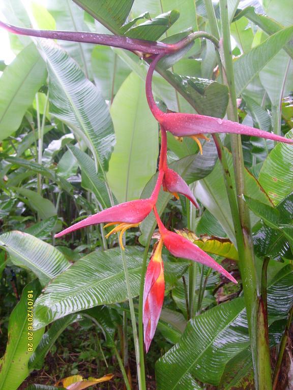 Mena Creek Flower House Exterior foto
